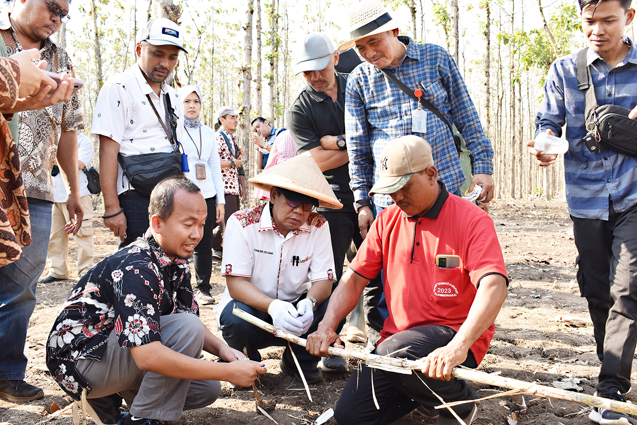 panen tebu