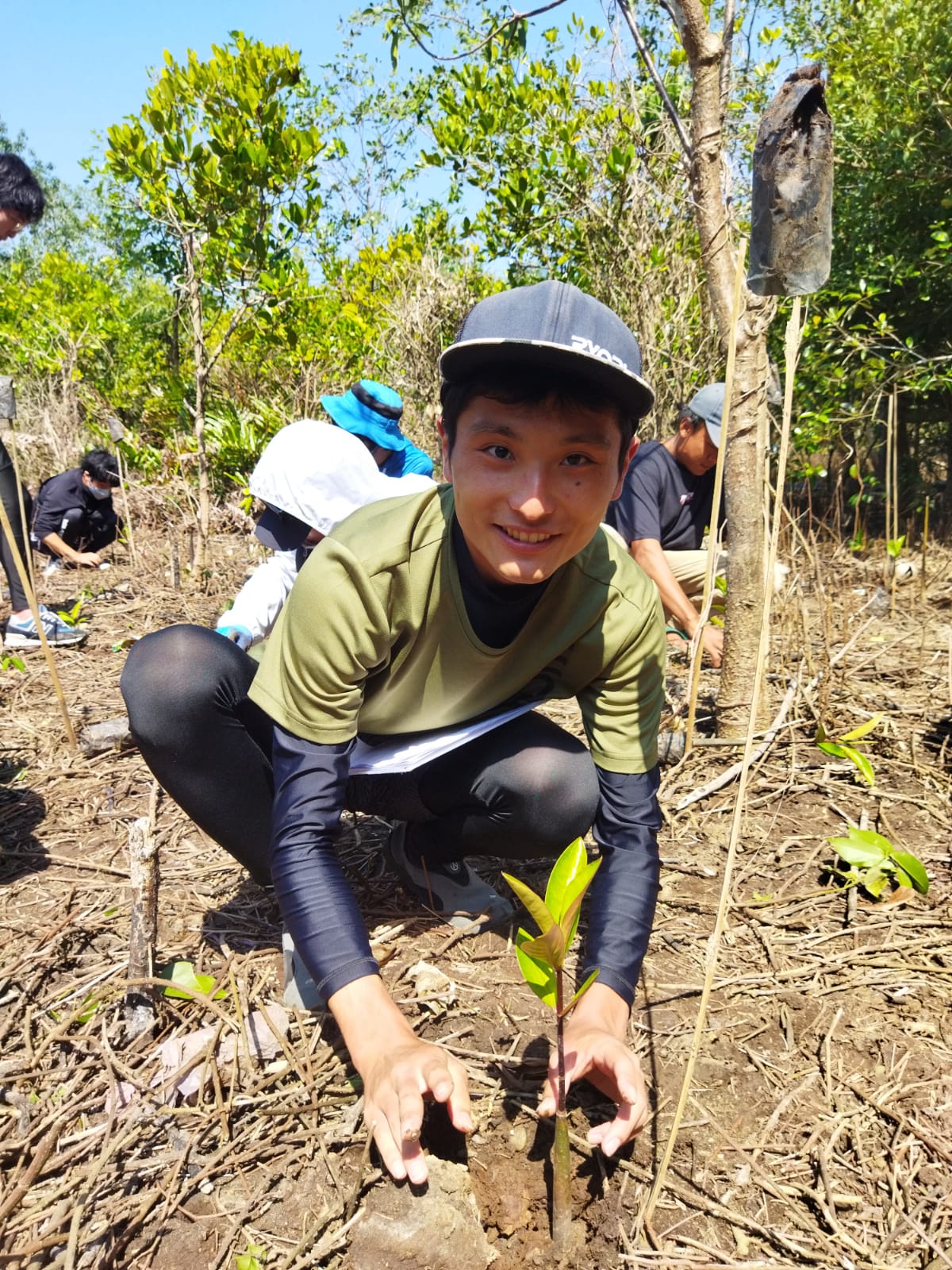 mangrove