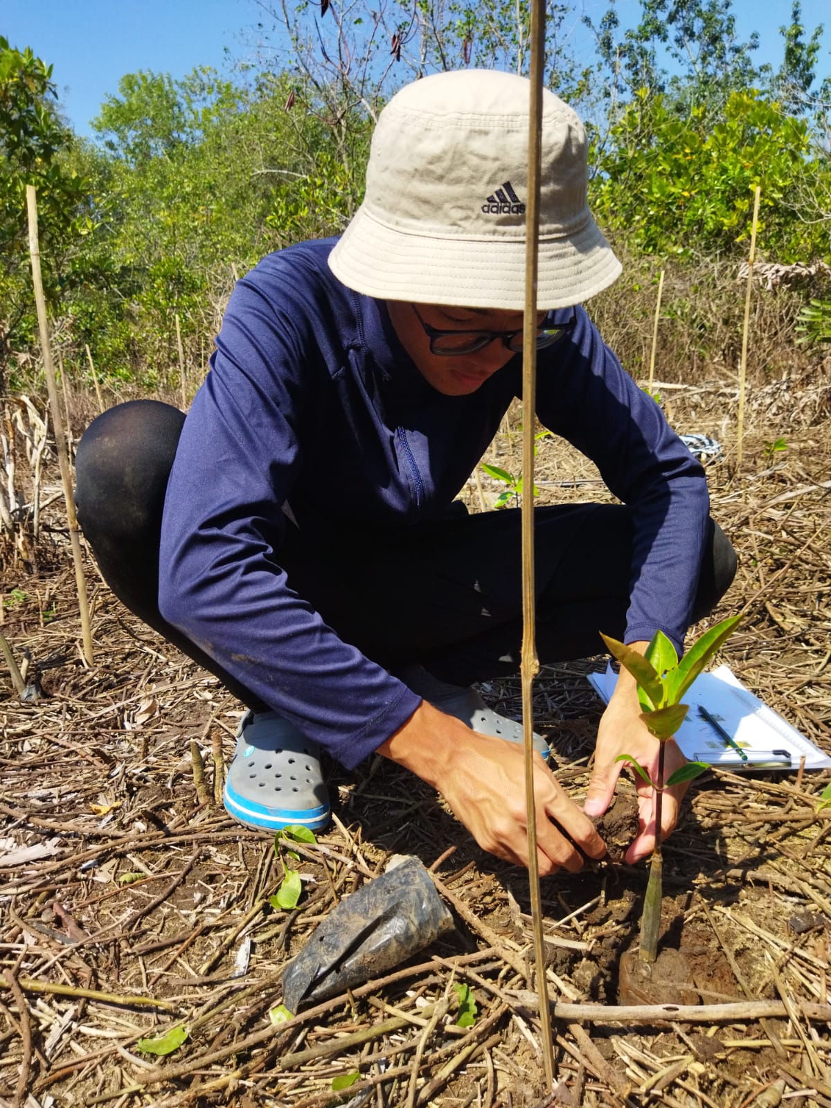 mangrove