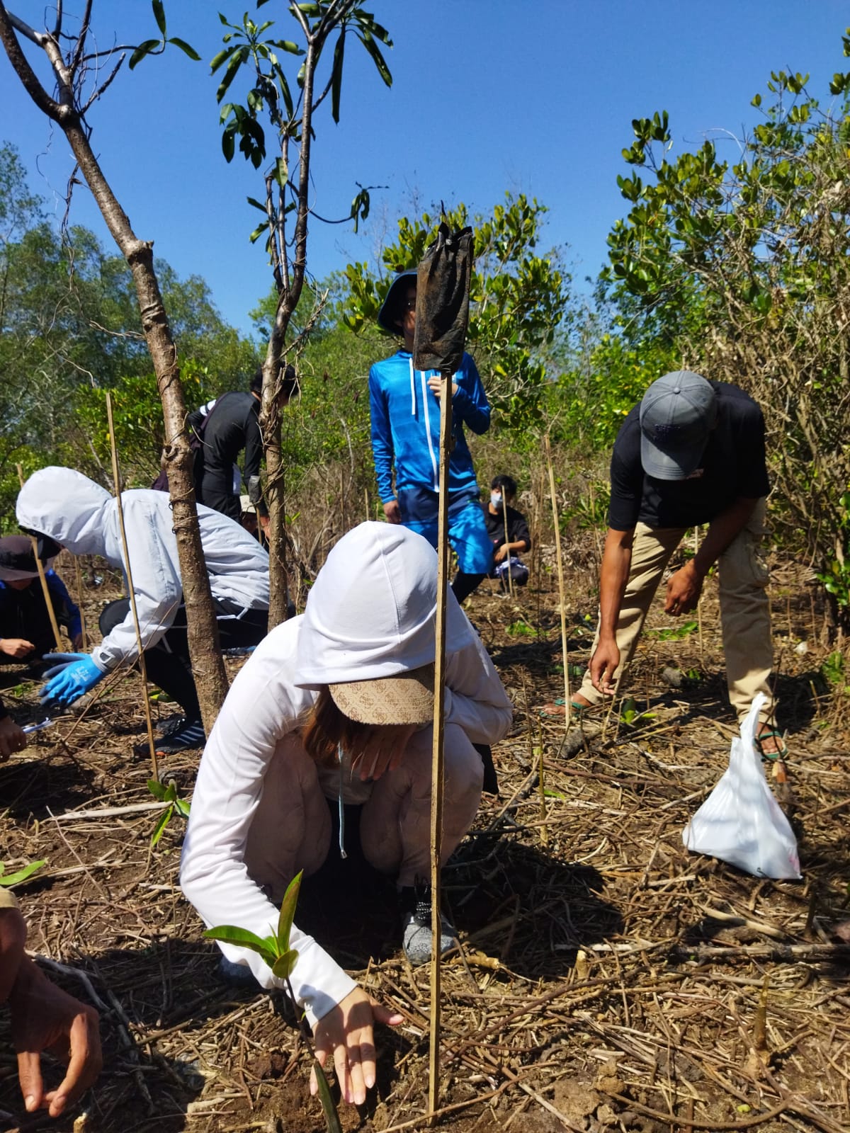 mangrove