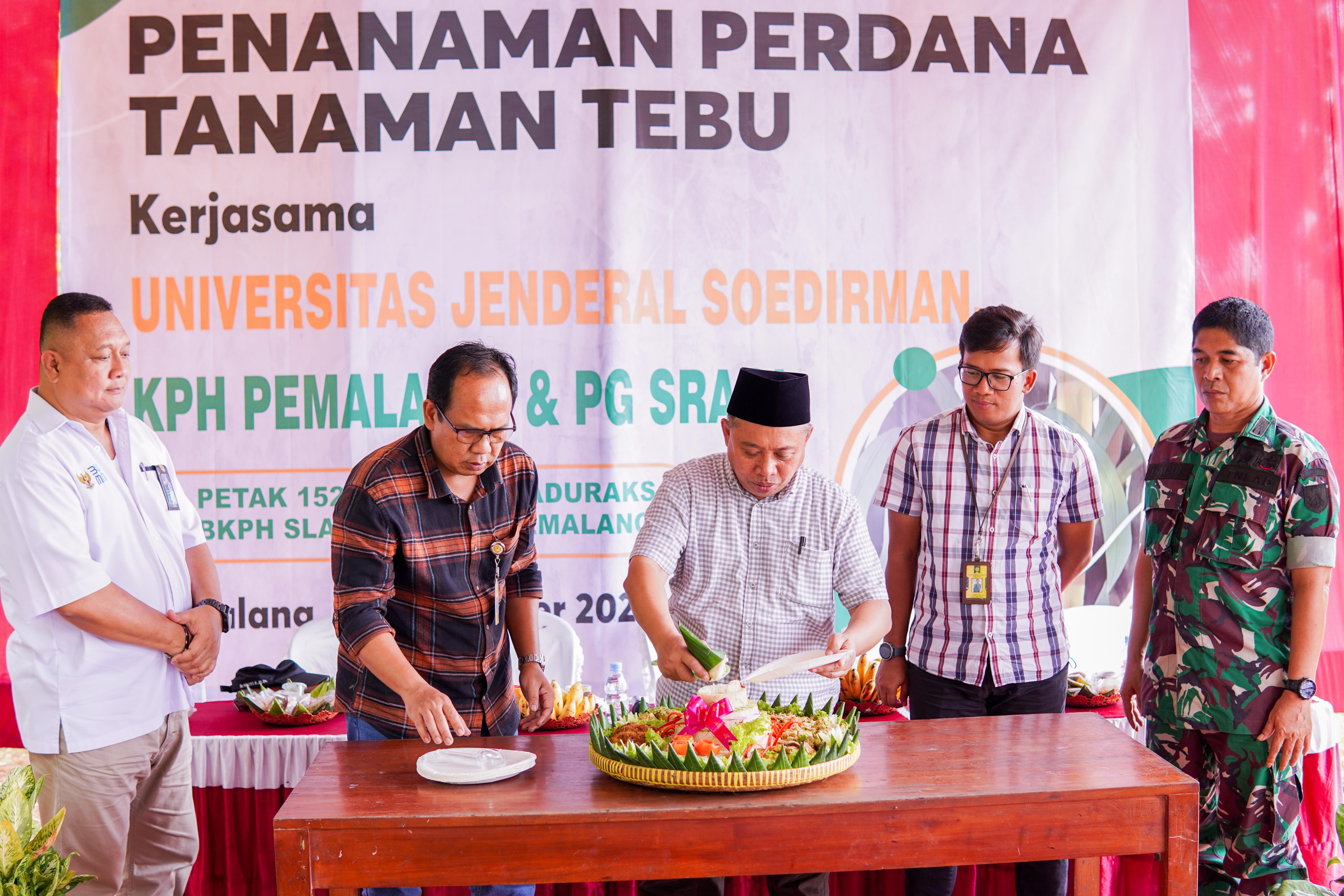 Tanaman Perdan Tebu