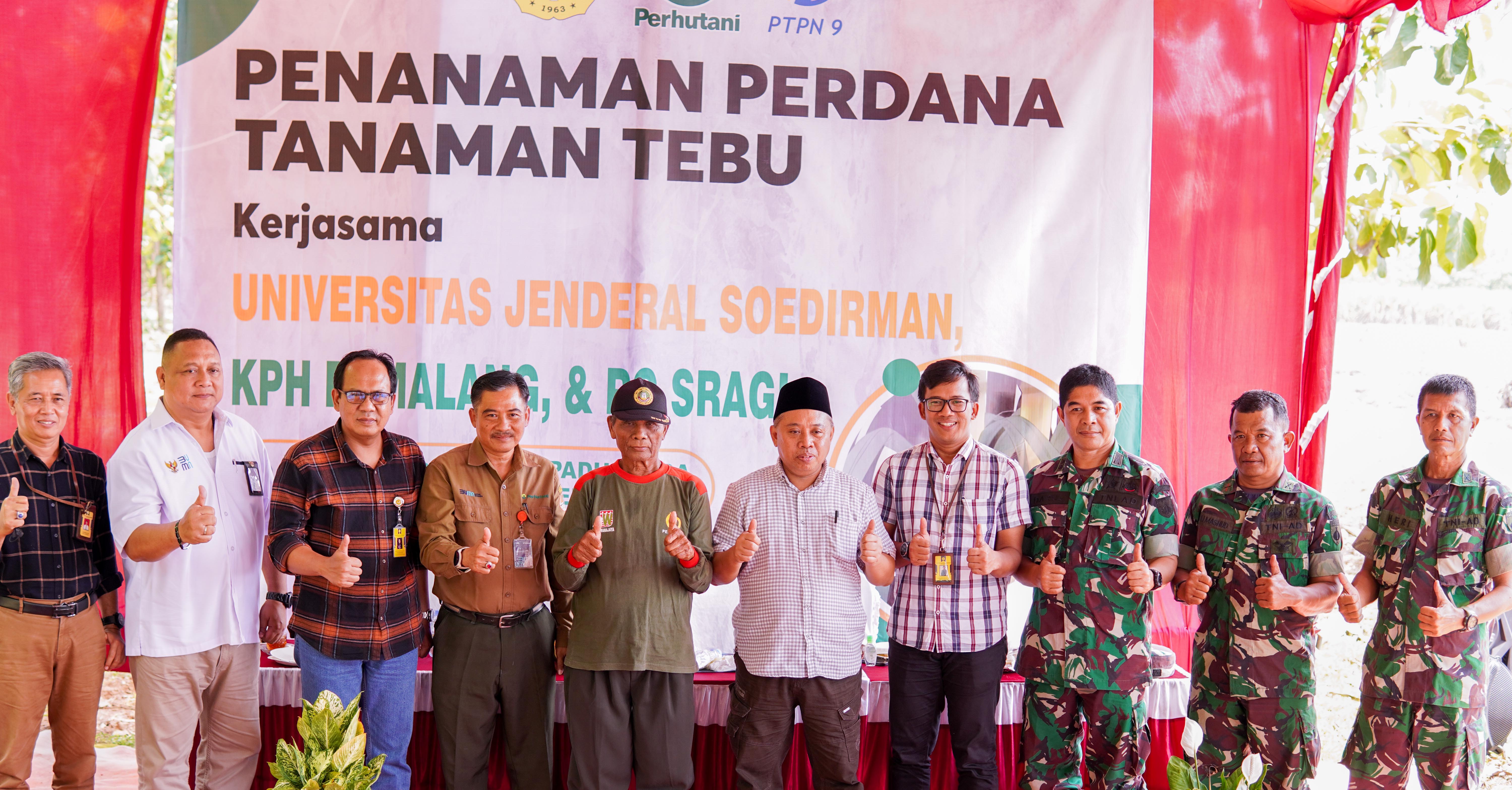 Tanaman Perdan Tebu