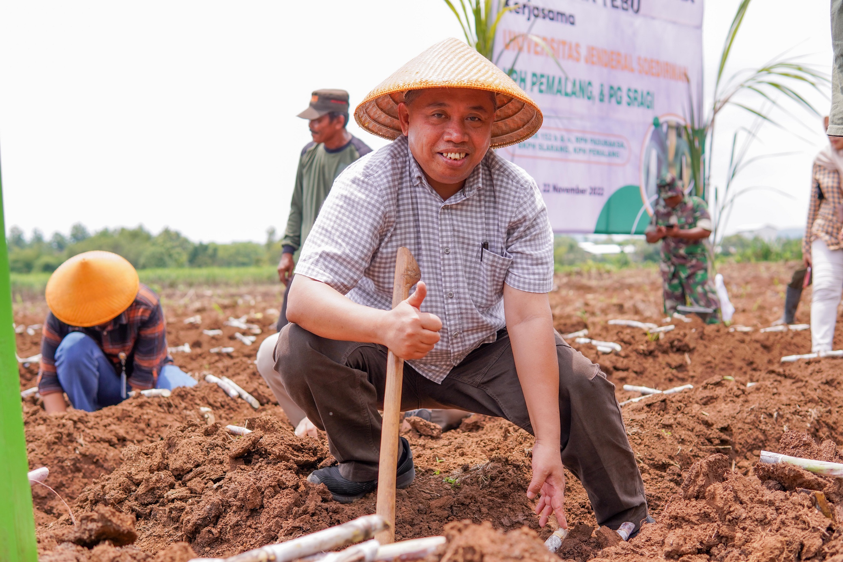 Tanaman Perdan Tebu