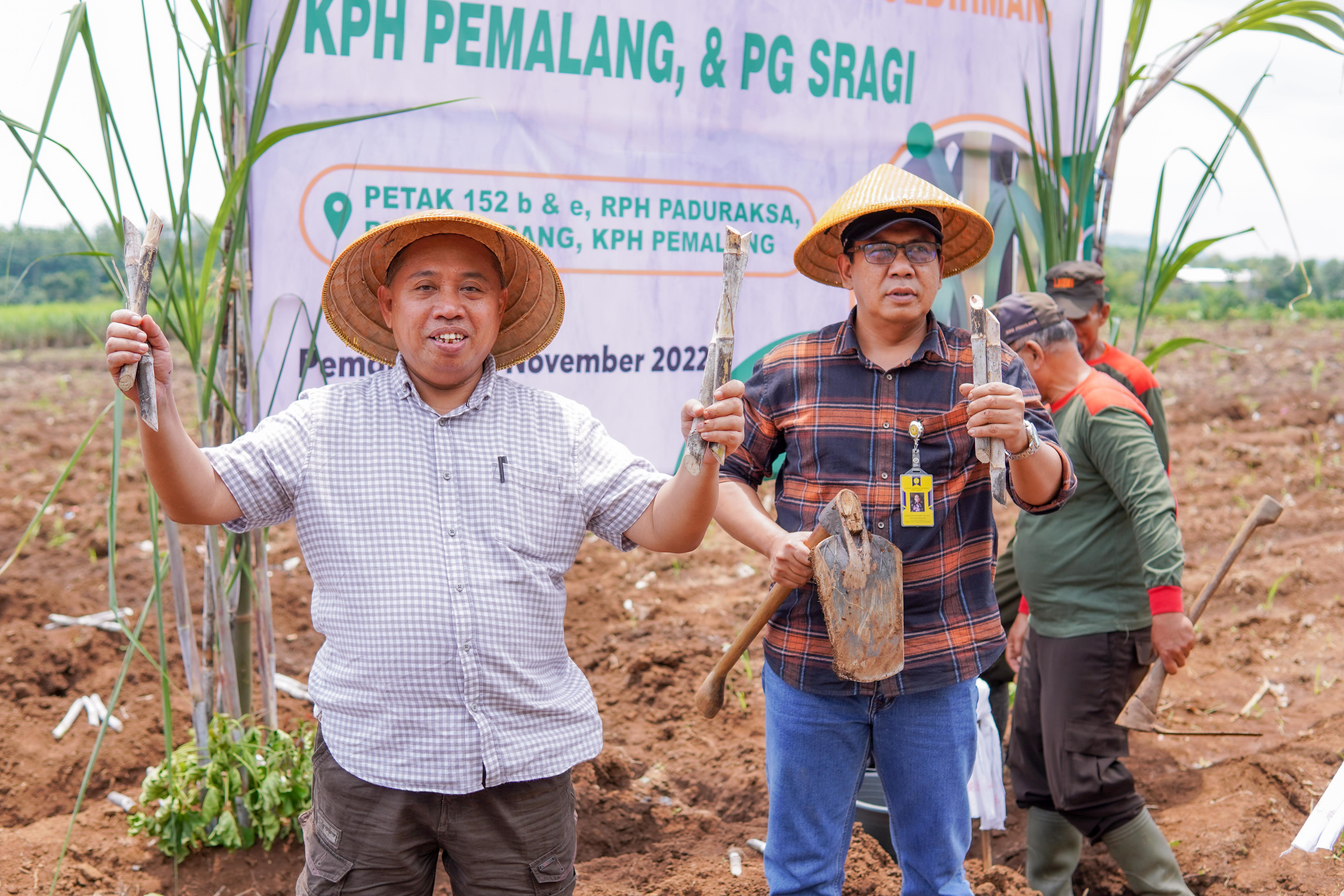 Tanaman Perdan Tebu