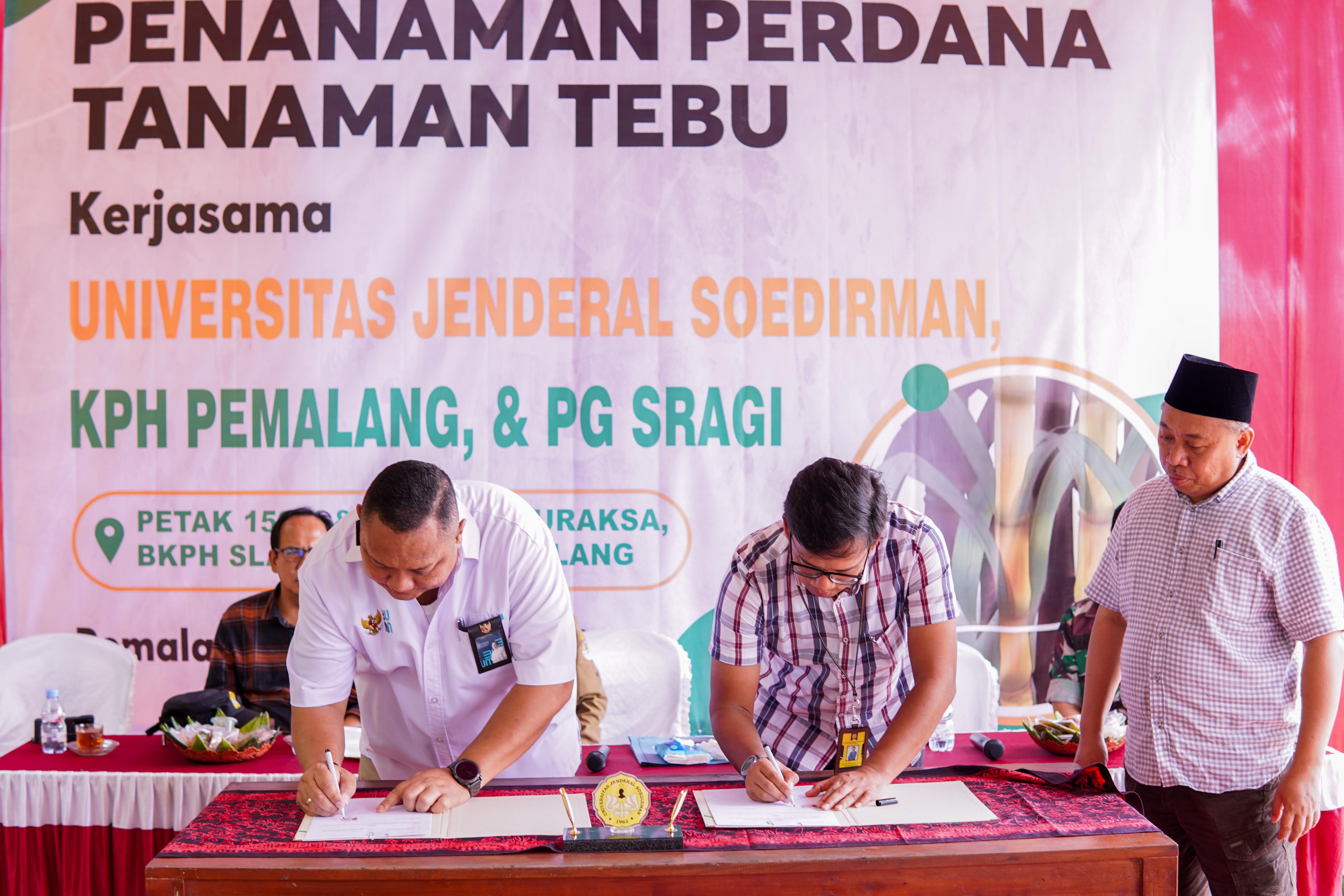 Tanaman Perdan Tebu