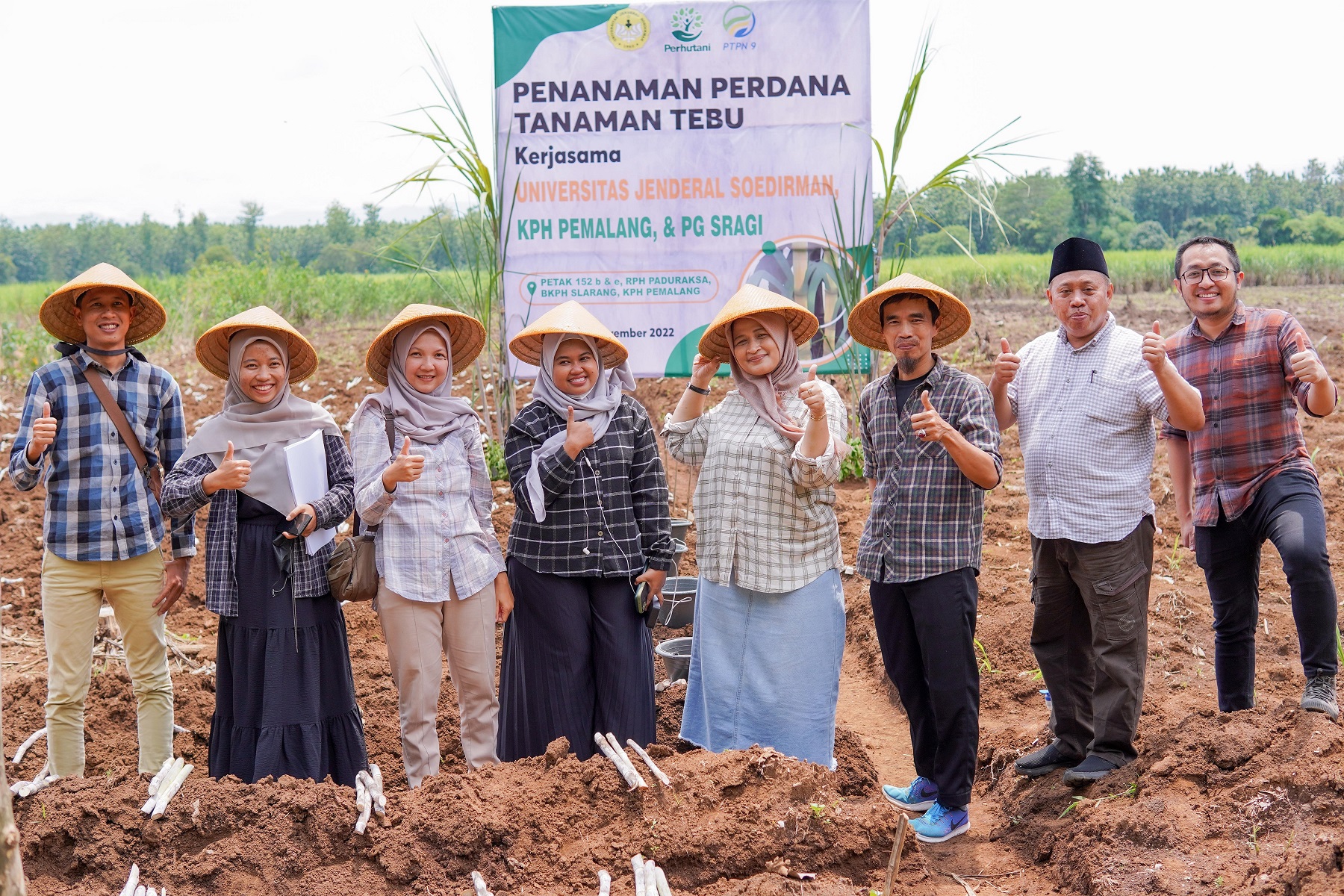 Tanaman Perdan Tebu