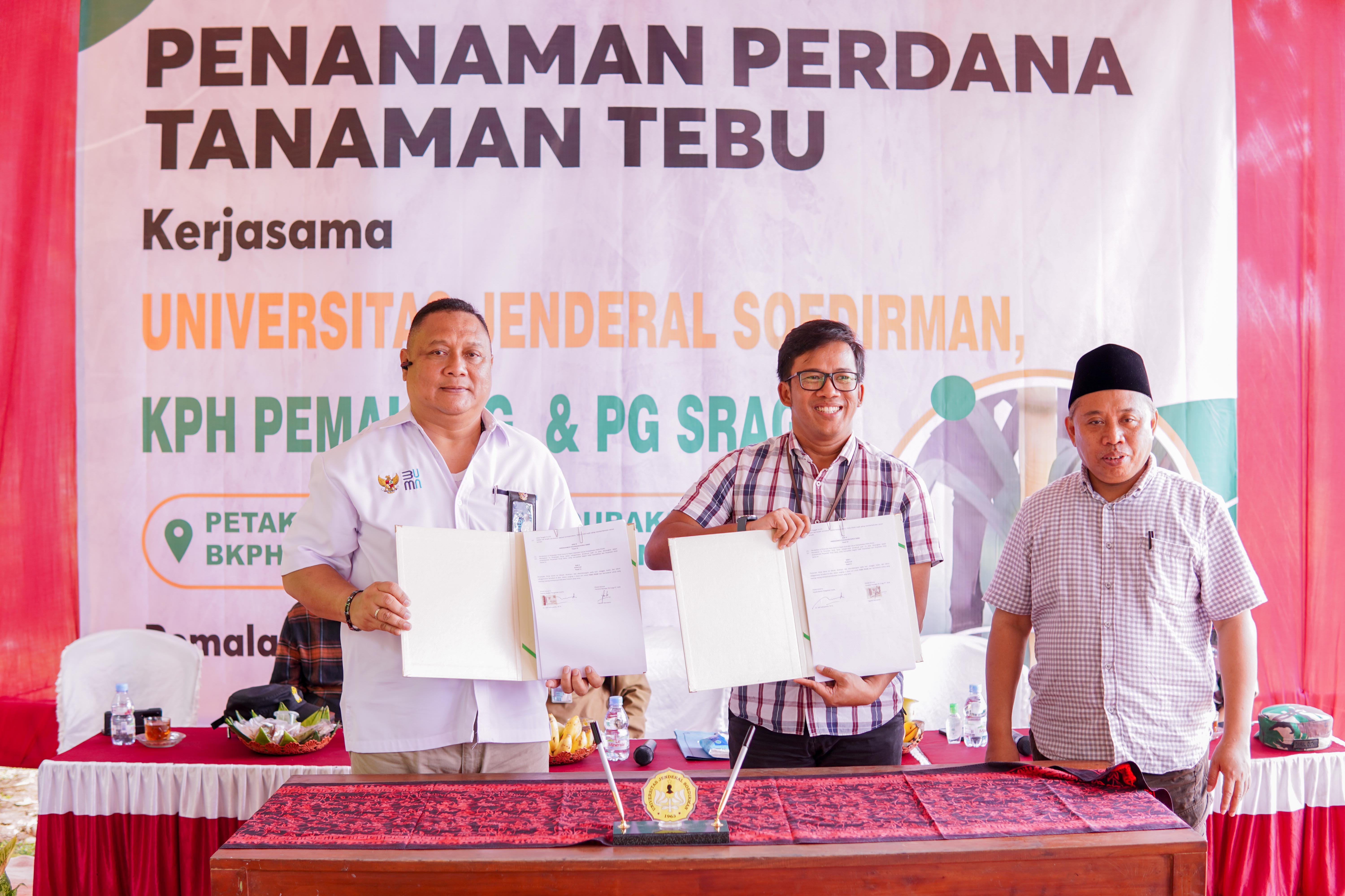 Tanaman Perdan Tebu