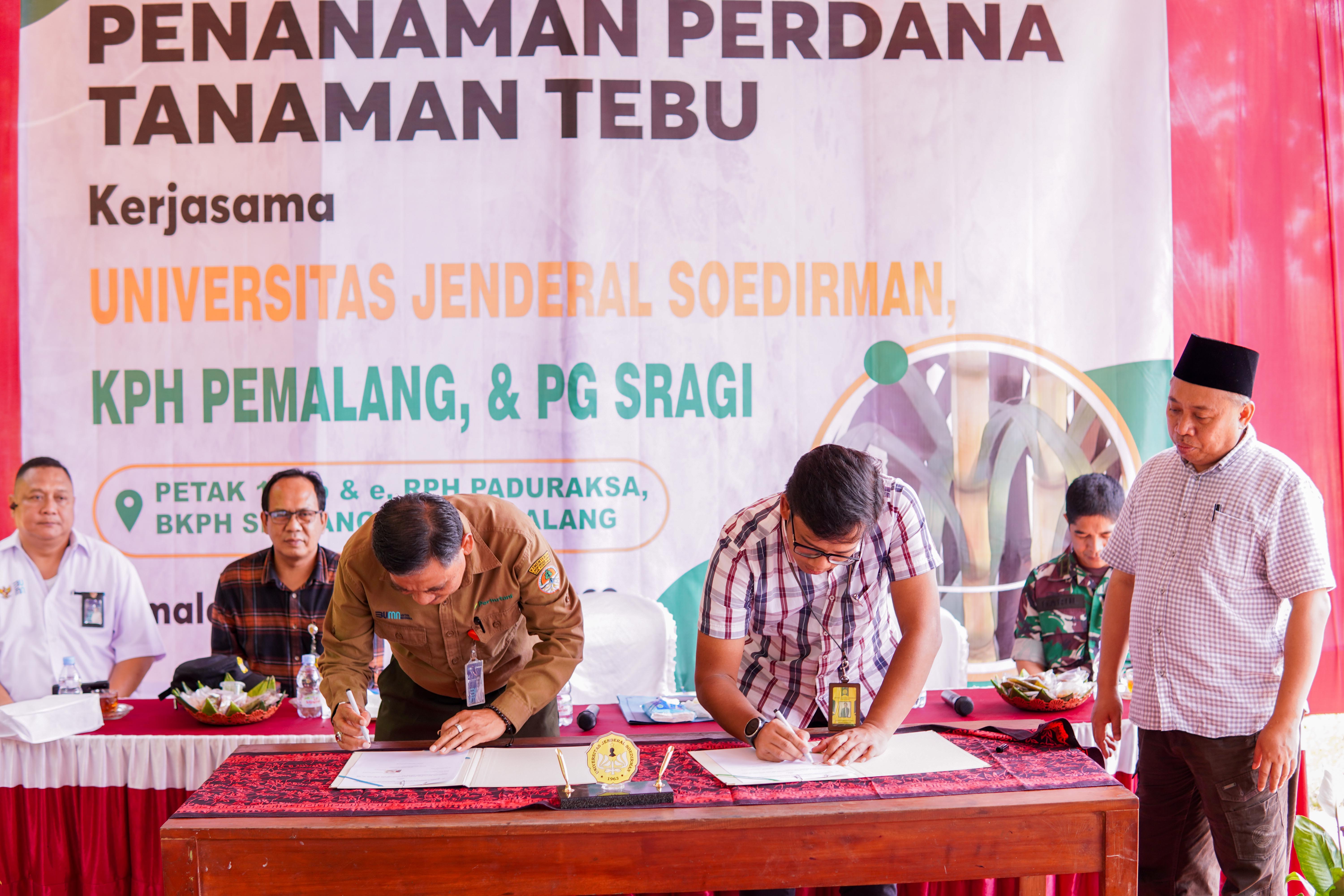 Tanaman Perdan Tebu