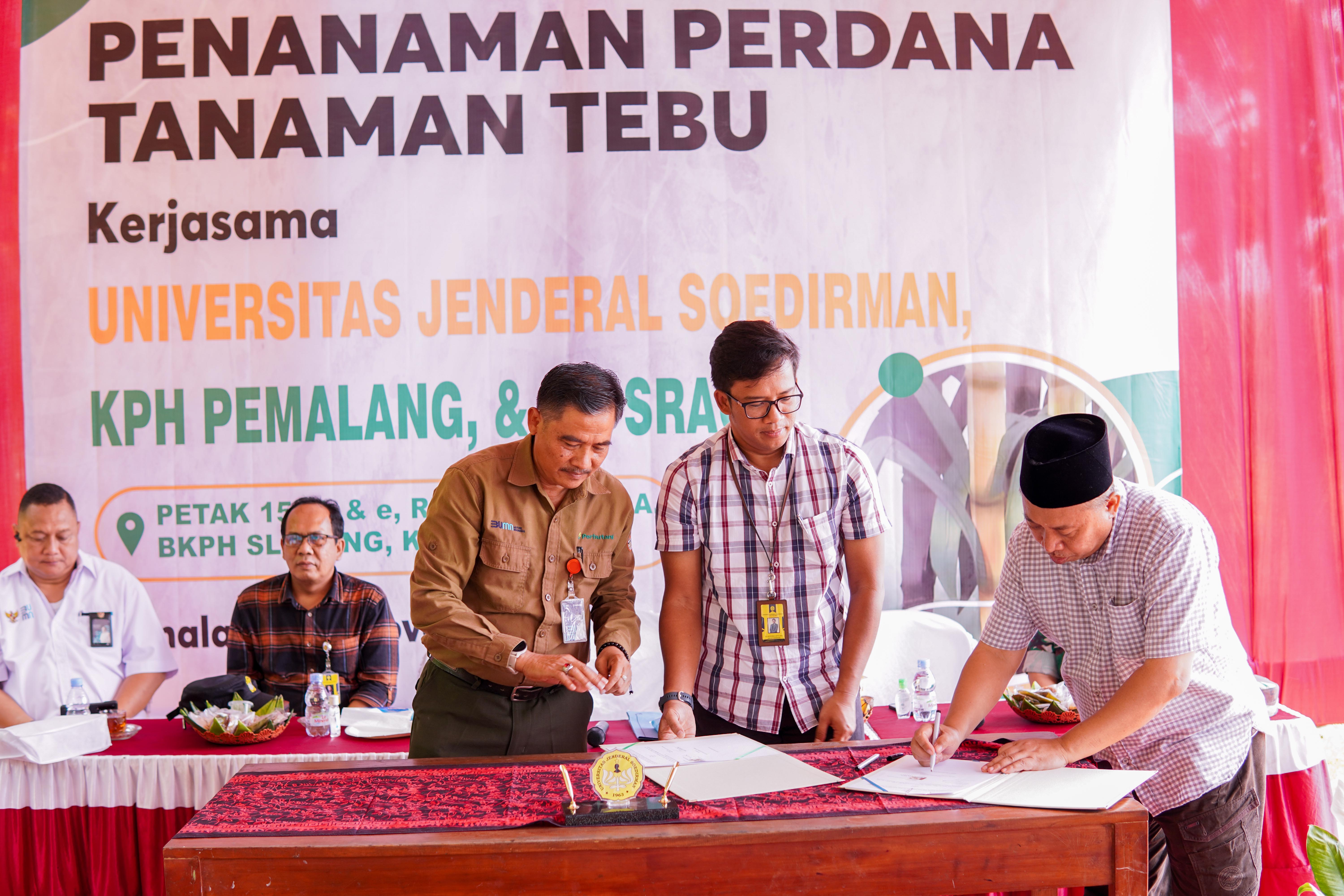 Tanaman Perdan Tebu