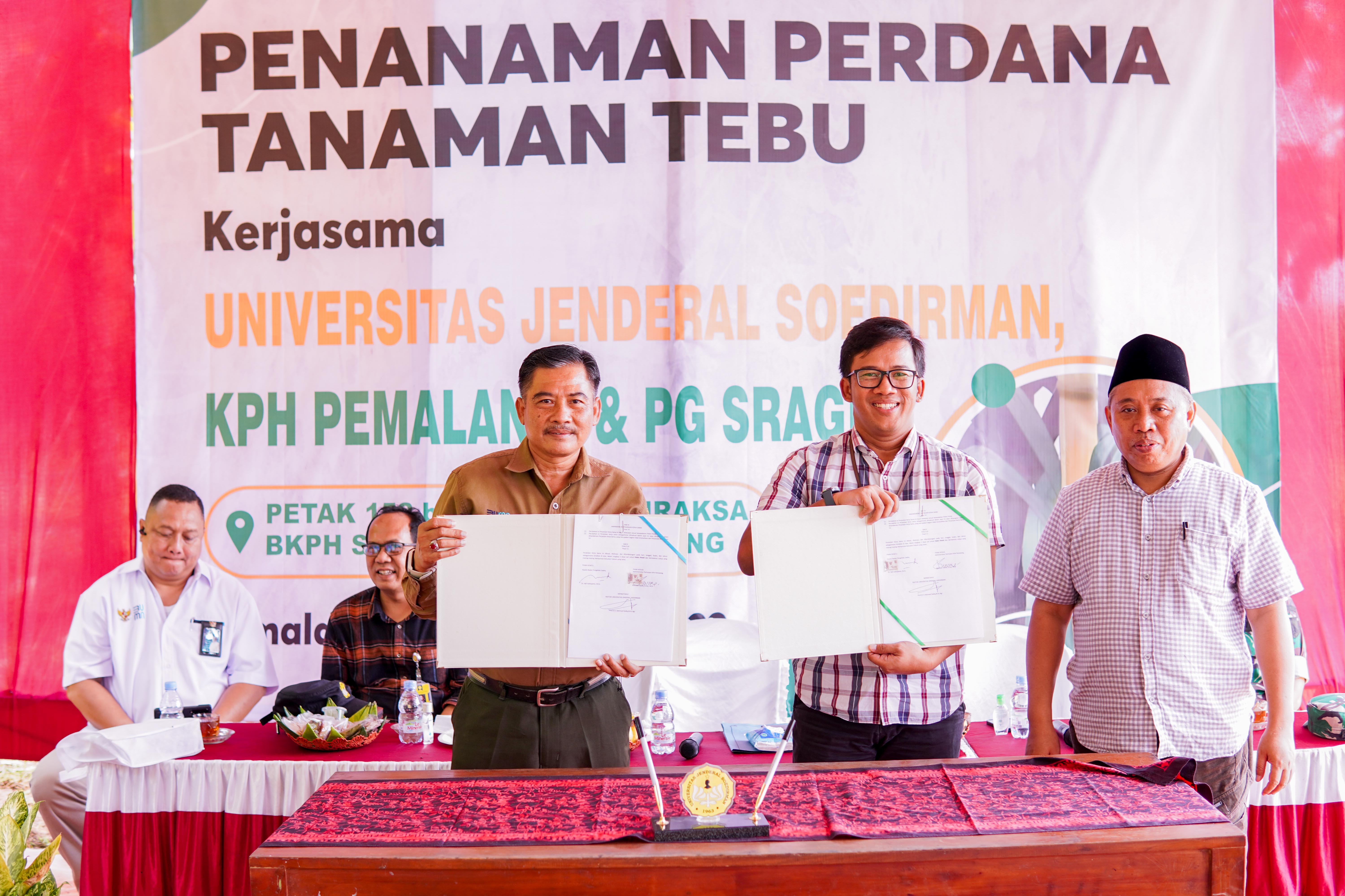 Tanaman Perdan Tebu