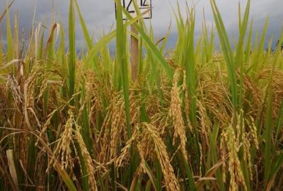 Padi Sawah Protein Tinggi Unsoed