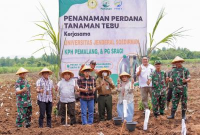 Tanaman Perdan Tebu